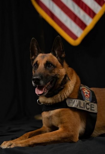 K9 Rex